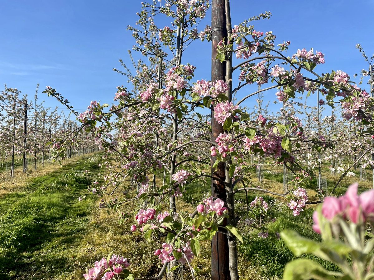 🌸The petals have started to fall in our British supplier's apple orchards; the flowers 🌷 and bees 🐝have done their jobs! 🍎

#apple #orchard #appletree #tree #trees #nature #bee #blossom #produce #applegrowing #applefarming #british #britishproduce #britishfarming