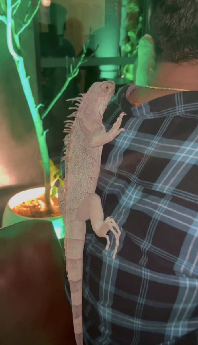 ash_chowder's tweet photo. Hi @cyberabadpolice, Xora nightclub in Jubilee Hills Road #36 put up exotic wildlife for display in their premises over this weekend. The stories were up on their Instagram page. Please do the needful. https://t.co/BsE87tMlbE