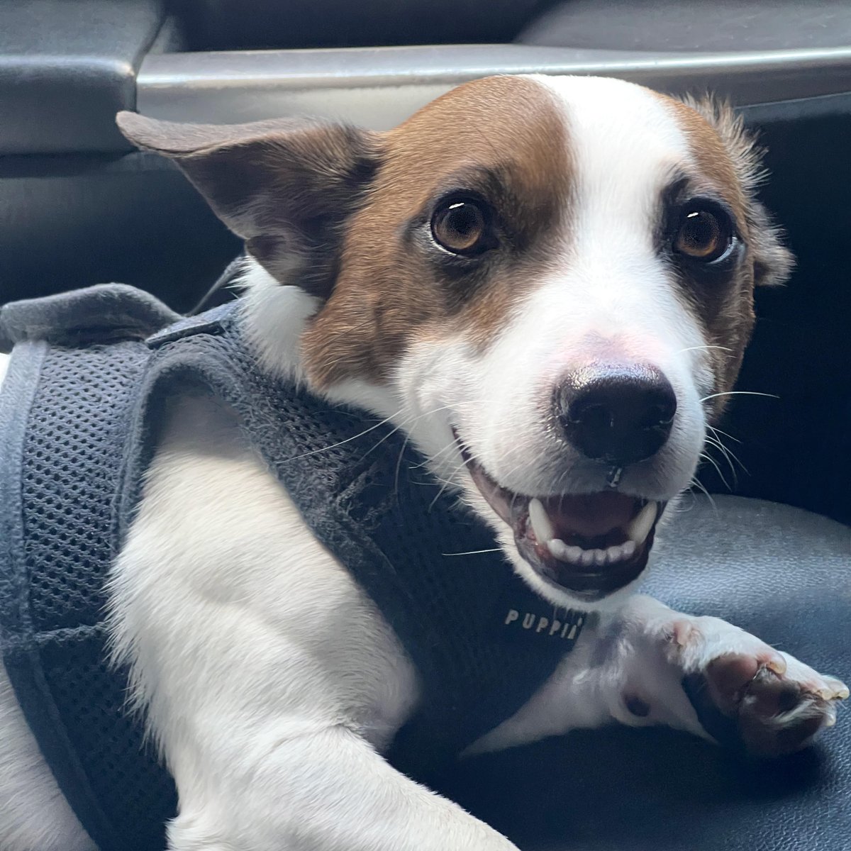 With you, in the car, going anywhere - that’s my definition of paradise.

#dogfriendlynyc #dogsofnyc #jackrussellnation #nyc
#9gag #barked #animalsdoingthings #jrt #jackrusselldog #astro #dogs  #dog  #cute #cuteness #cutenessoverload #doggo #doglovers #doglove #doglife #happydog…