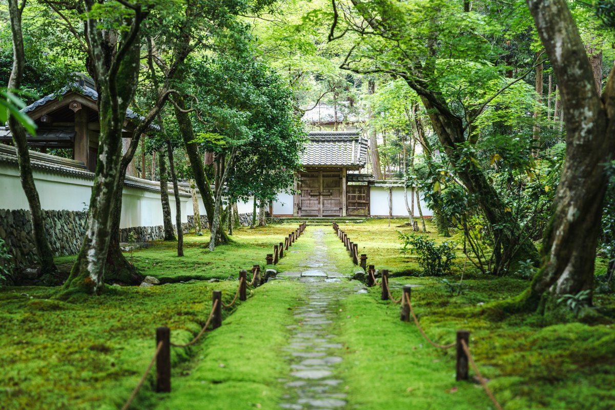 Ichiban_Japan's tweet photo. Le temple Saiho-ji à Kyoto, célèbre pour sa mousse qui plonge les visiteurs dans un monde vert.
Accessible uniquement sur réservation environ 2 semaines à l'avance sur le site du temple 🍃 https://t.co/vNQWOiEDA6