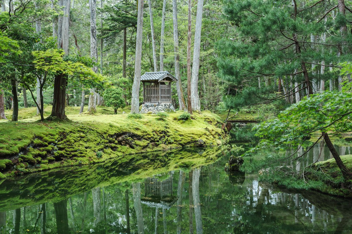 Ichiban_Japan's tweet photo. Le temple Saiho-ji à Kyoto, célèbre pour sa mousse qui plonge les visiteurs dans un monde vert.
Accessible uniquement sur réservation environ 2 semaines à l'avance sur le site du temple 🍃 https://t.co/vNQWOiEDA6