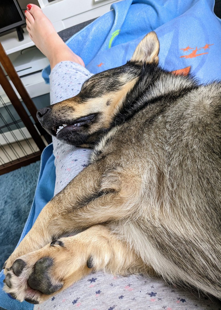 Torak_le viking tweet media