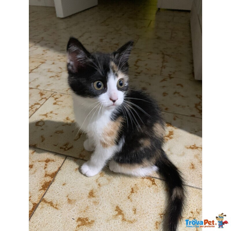 trovapet's tweet photo. #AltraRazza femmina di 2 mesi in adozione a #Martano https://t.co/65OkyLqvPm
