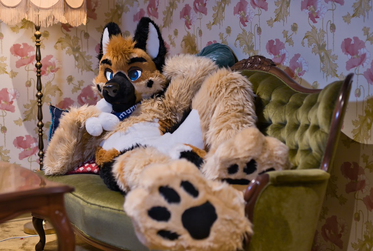 Himaru_Shepherd's tweet photo. Paw rubs please 🐶 
#MFYMonday 
📸@kealianwolf https://t.co/Op5MEtzkVS