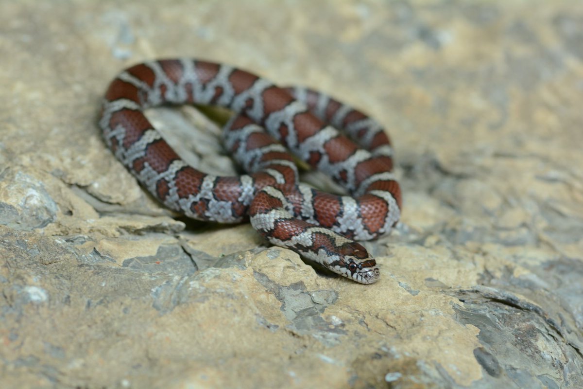 MWPARC's tweet photo. Happy Memorial Day! If you are celebrating by being outside remember to #LeaveNoTrace and #KeepWildWild so our herpy friends can continue to thrive!

📸 : Eastern Milk Snake by Melissa Youngquist https://t.co/l5oFTF9Bw2