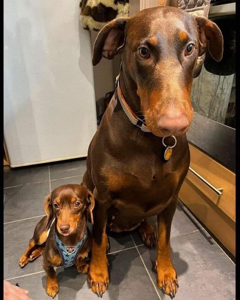 I hired a new bodyguard…🐶
#sausagedog #doxie
