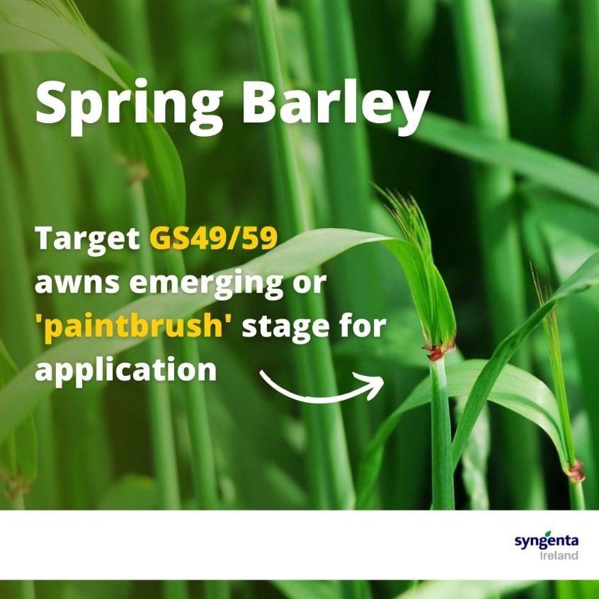 ELATUS™ Era is well established as a final spray on spring barley. Add MIRROR (Folpet) for Ramularia control and aim for  paintbrush stage of the crop.✅ MIRROR also adds useful activity on net blotch which will be a great help to growers where this disease is present.

#Tillage