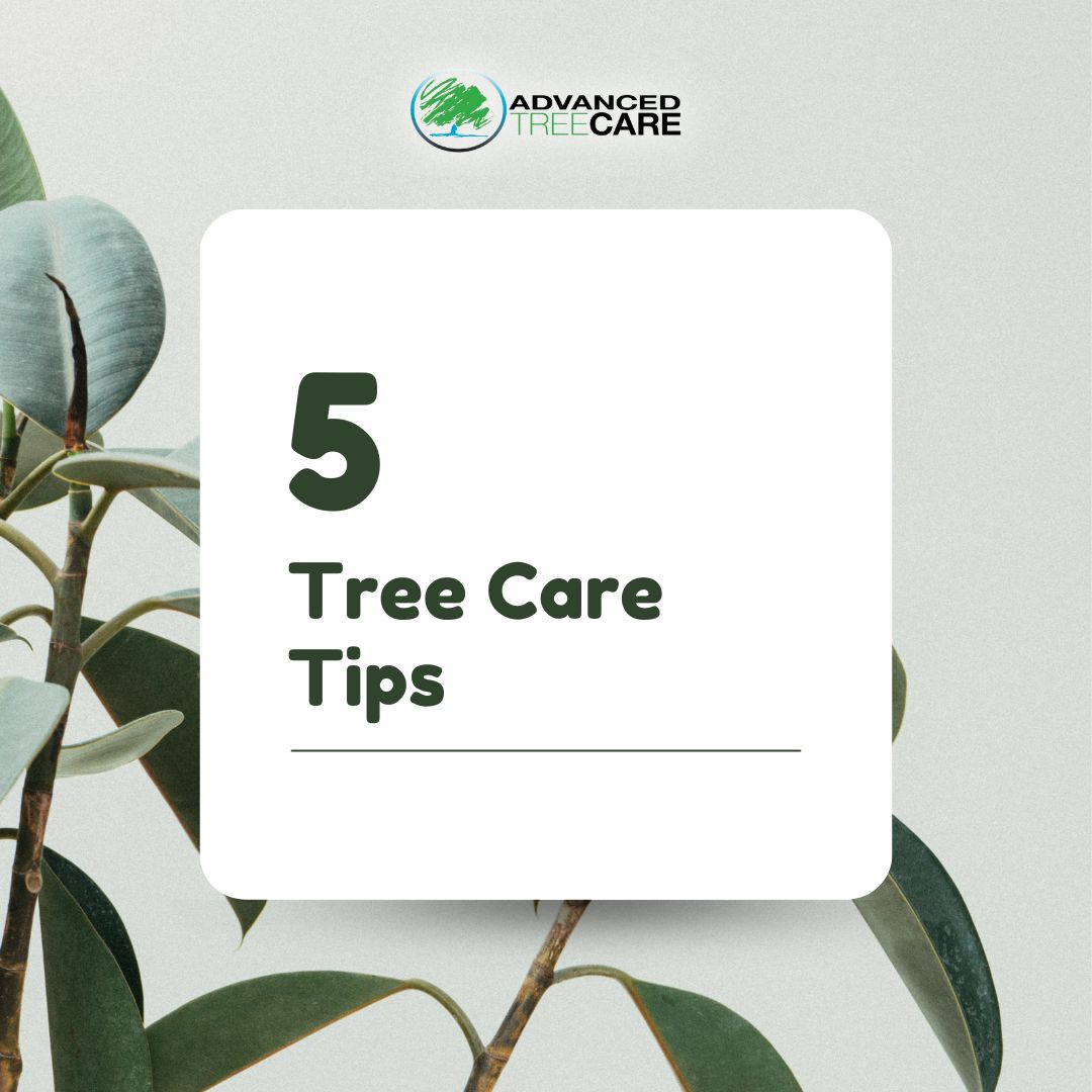 Want your trees to thrive? 🌳💚 

1️⃣ Mulch your trees
2️⃣ Water deeply
3️⃣ Prune regularly
4️⃣ Fertilize as needed
5️⃣ Consult a professional

Learn more here: 
-
advanced-treecare.com
-
#AdvancedTreeCare #TreeCare #TopTreeCare #TreeService #TreeRemovalService #Landscaping