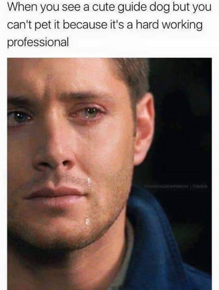 Heckin Good Dogs (@heckingooddogs) on Twitter photo 