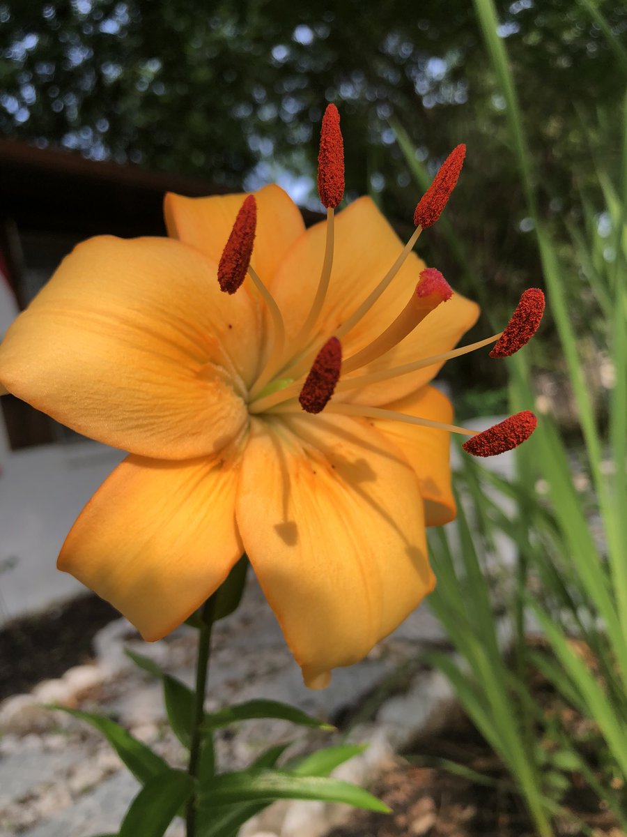 Bloomed this morning ☀️