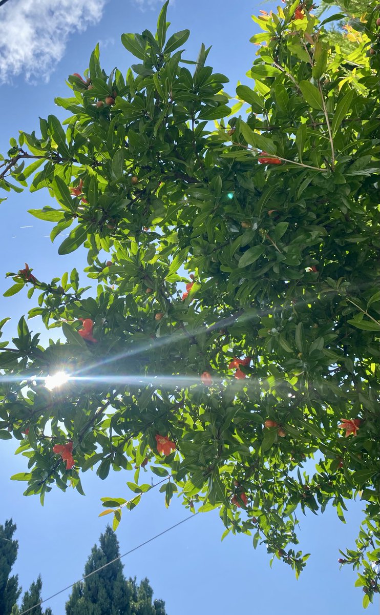 Pomegranate tree 😍