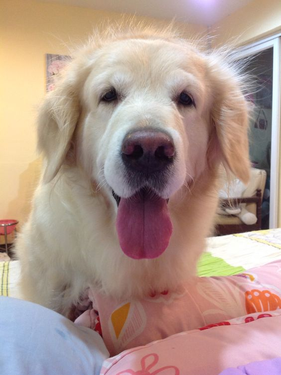 BestForPets4's tweet image. Who&apos;s the early bird in the house on Monday morning? 🌅🐾 That&apos;s right, it&apos;s me, the four-legged friend! 🐶Wishing everyone a bright and energetic start to the week! Let&apos;s do this! #dogsoftwitter #DogLover  #MondayMotivation💪🥰