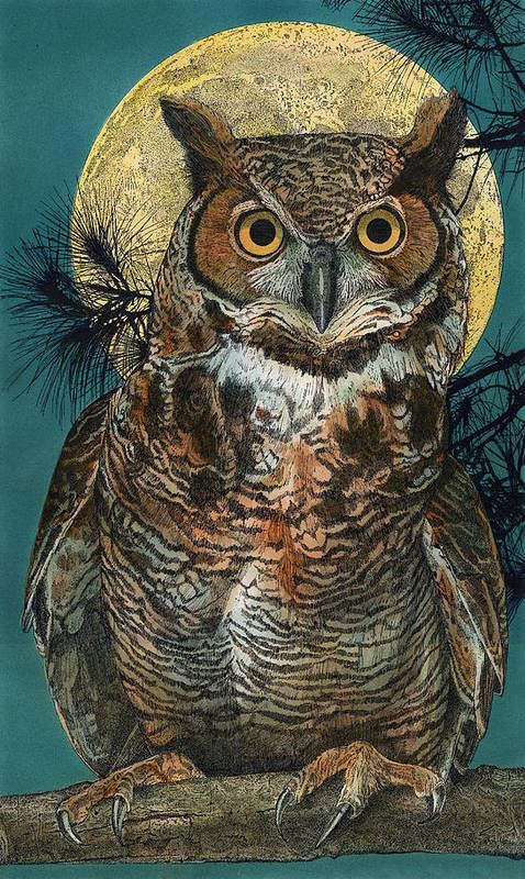 In the owl's opinion
every day
is long
(Issa)
#OwlishMonday  #ofDarkandMacabre
🎨John Dyess