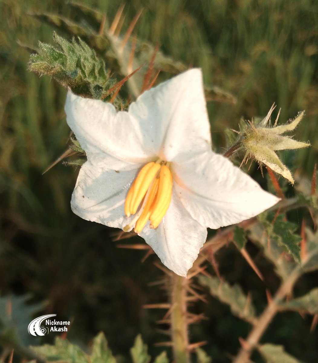 🌼Flower🌼
#flowerphotography #FLOWER #flowerlover #nature #NaturePhotography #NatureBeauty #naturelover #naturelovers #Bangladesh #mobilephotography #photooftheday #viral #whiteflower #white #whitelover  #beautiful  #Beautiful_Flower #nicknameakash