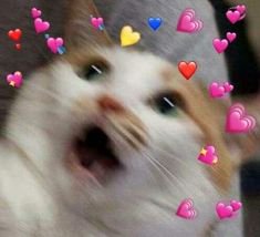 giveaway saldo 20k🥳

dalam rangka memenuhi janji karena aku dapet kerja🎉

rulesnya cukup rt aja ya dan doain juga yang terbaik buat kita semua (cukup di dalam hati aja gapapa)

end besok pas aku pulang kerja