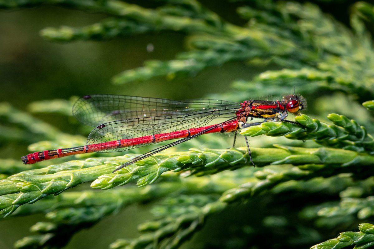 Chris Love Photography tweet media