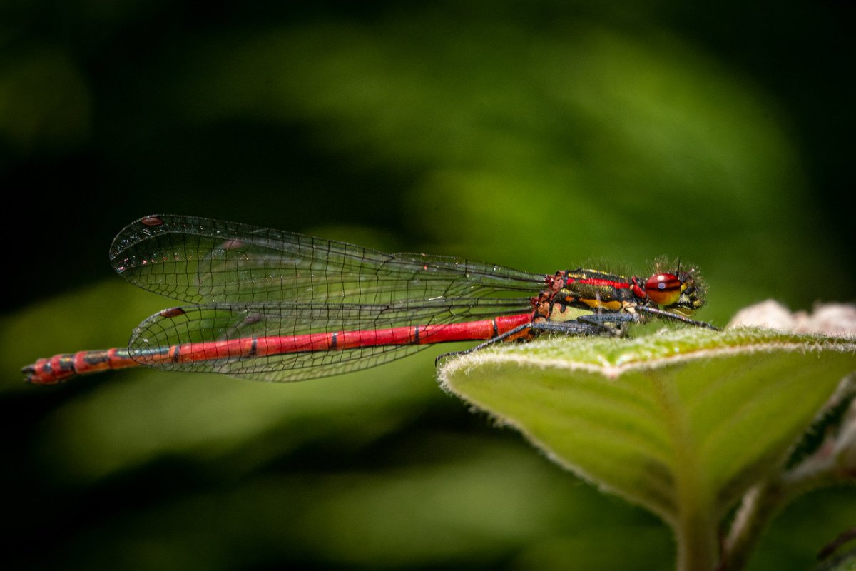 Chris Love Photography tweet media