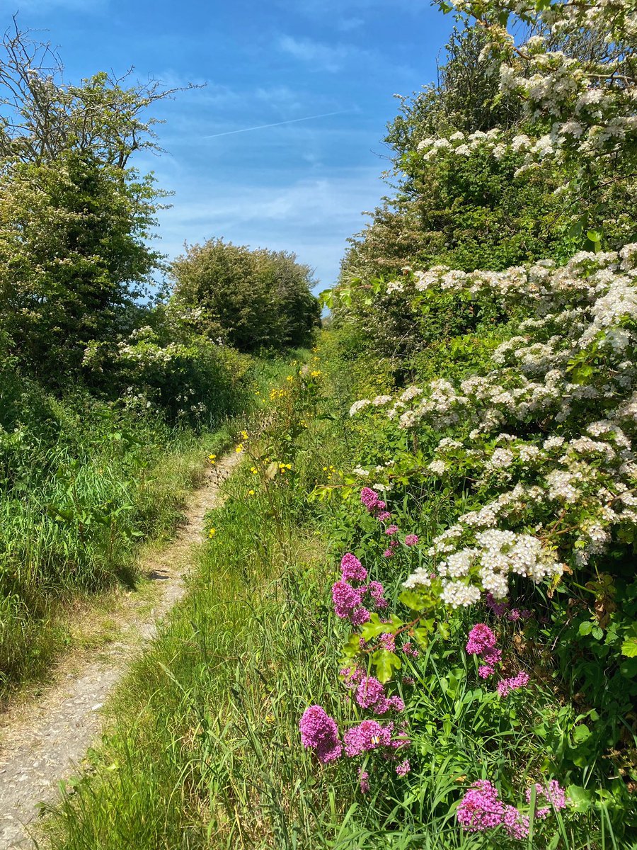 Colourful wild flower-lined pathways on today’s walk, one of the joys at this time of year 🌸

#Wales 🏴󠁧󠁢󠁷󠁬󠁳󠁿