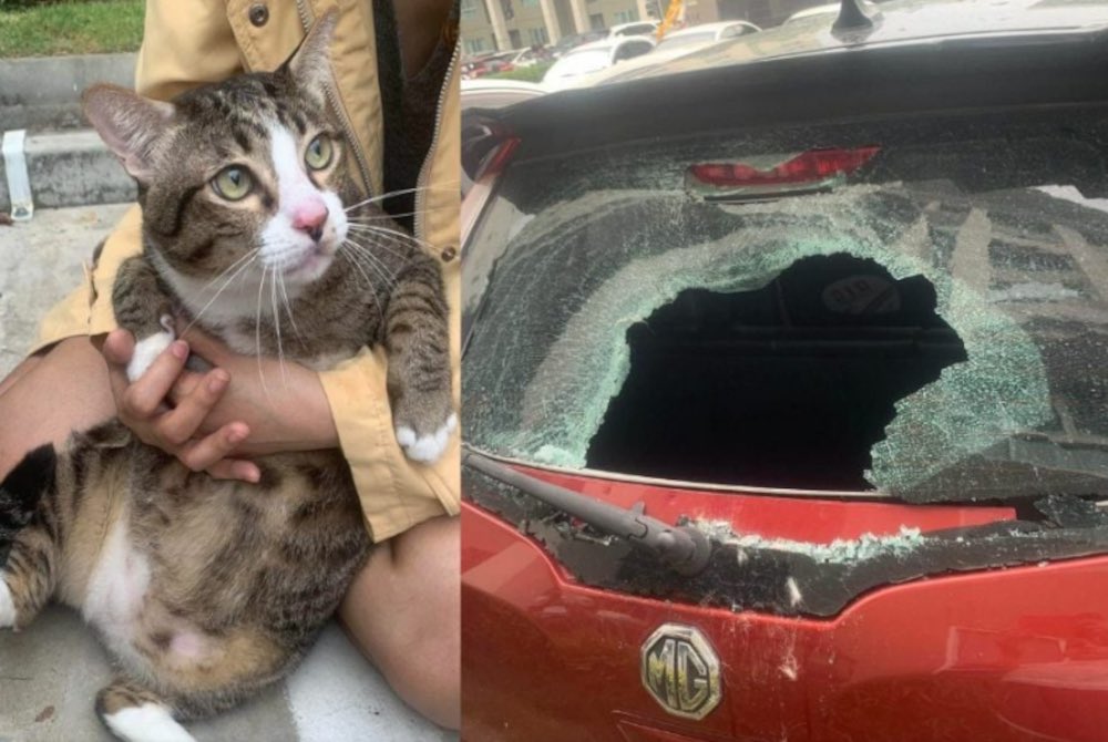 Amrlamnnn's tweet photo. Kucing gemuk terselamat jatuh tingkat enam kondominium

Seekor kucing gemuk dianggap mempunyai sembilan nyawa selepas terjatuh dari tingkat enam sebuah kondominium di Bangkok.

Ini adalah bebenang https://t.co/d9YanPmzj9