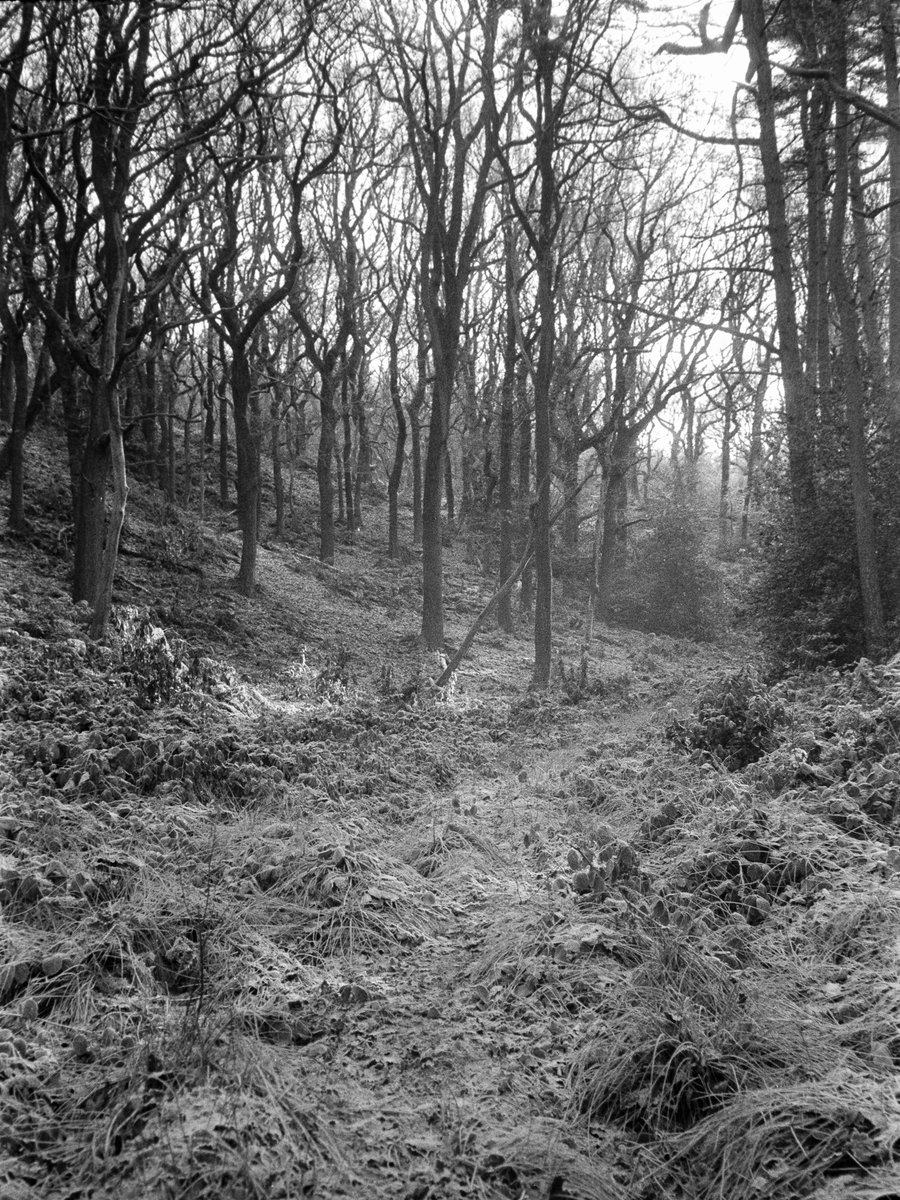 SimonFor's tweet photo. January 23. Hawksmoor Woods, Staffordshire. Leica M2, Summicron 50, #AgentShadow 400 film, #510Pyro. https://t.co/dPg6r8lMKU