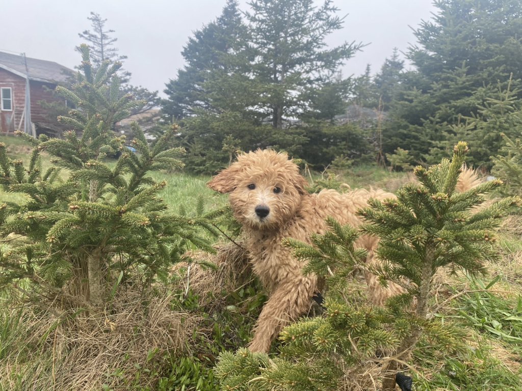 Wet puppy! #GoldenDoodle