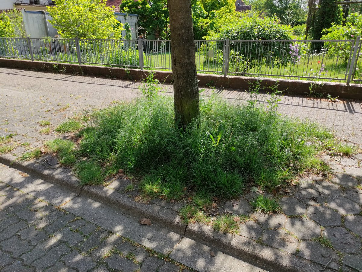 Saltytrees's tweet photo. Auch heute besuchte ich die wohl von privaten Anliegern totgespritzten Baumscheiben in der Robert-Koch-Straße in Mölln. Hier nochmal zum direkten Vergleich eine der betroffenen und eine Scheibe vor dem Nachbargrundstück. #Stadtbäume #Biozide #Glyphosat #Mölln #Umweltverbrechen https://t.co/v6mxMUiMYK