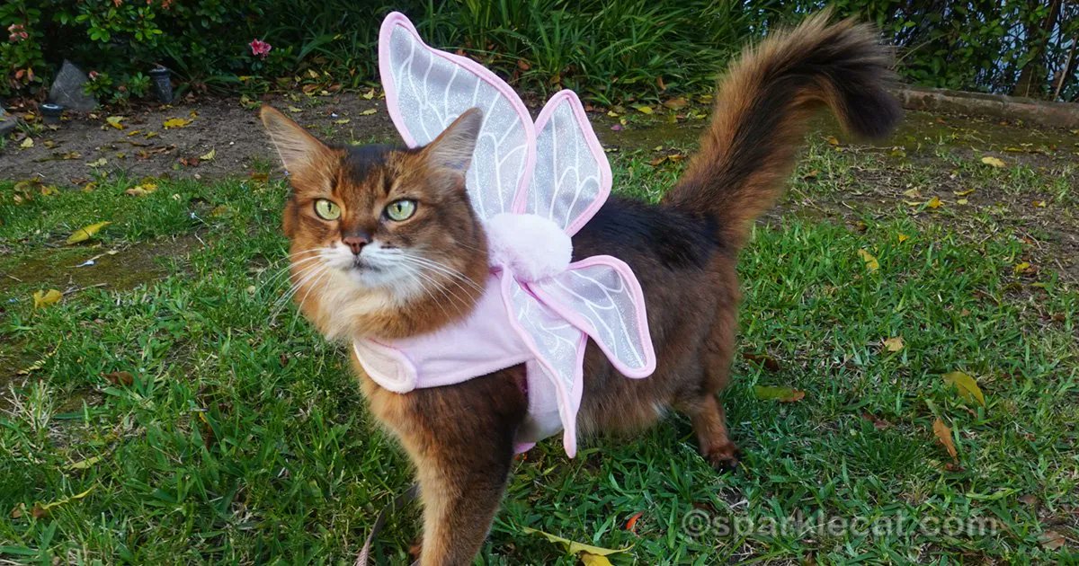 sparklecat's tweet photo. Here I am, wearing a fresh spring butterfly outfit in today’s blog post! And there’s video too, and you can even hear me purring: https://t.co/7PPWWe6YFI #cutecat #catvideo #catcostumes https://t.co/5yhyRscwgN