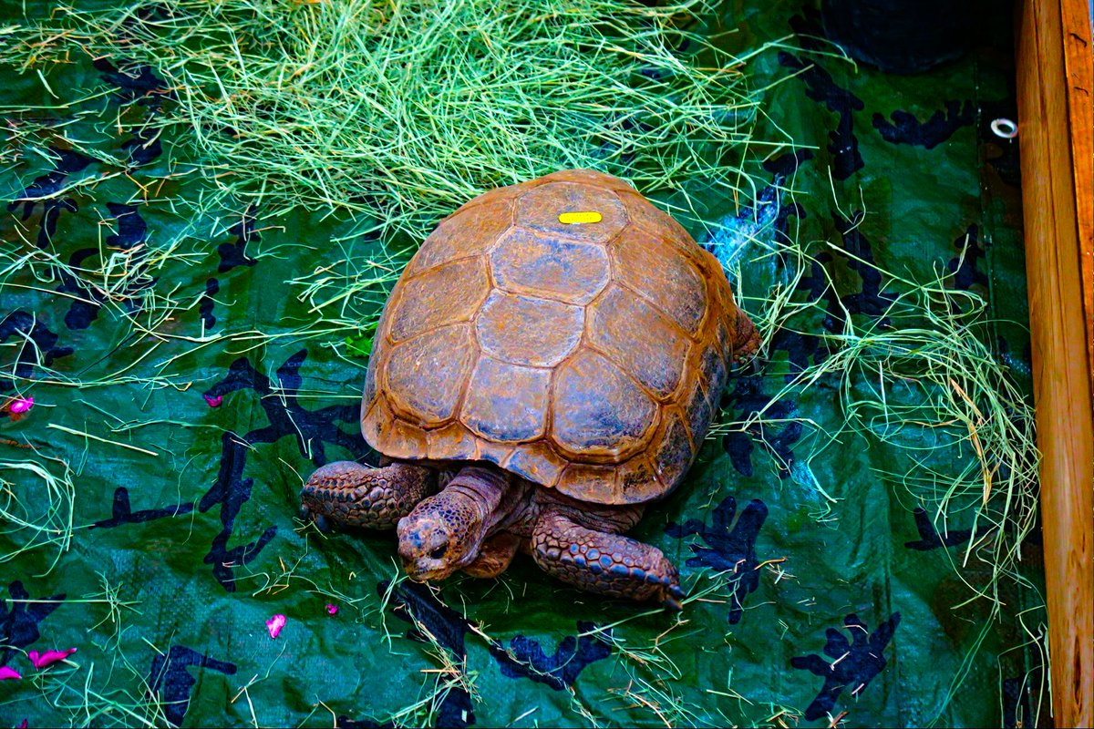 Turtle 
Photographer Jon Pinter 
#turtle #nature #naturephotography #sandiegolife #sandiegophotographer #sandiegophotography
#socalphotographer #socal #mysdphoto #photography #photographyisanart #fotografie  #coastlife #coastal #beach #beachlife #sandiego   #olympusphotography