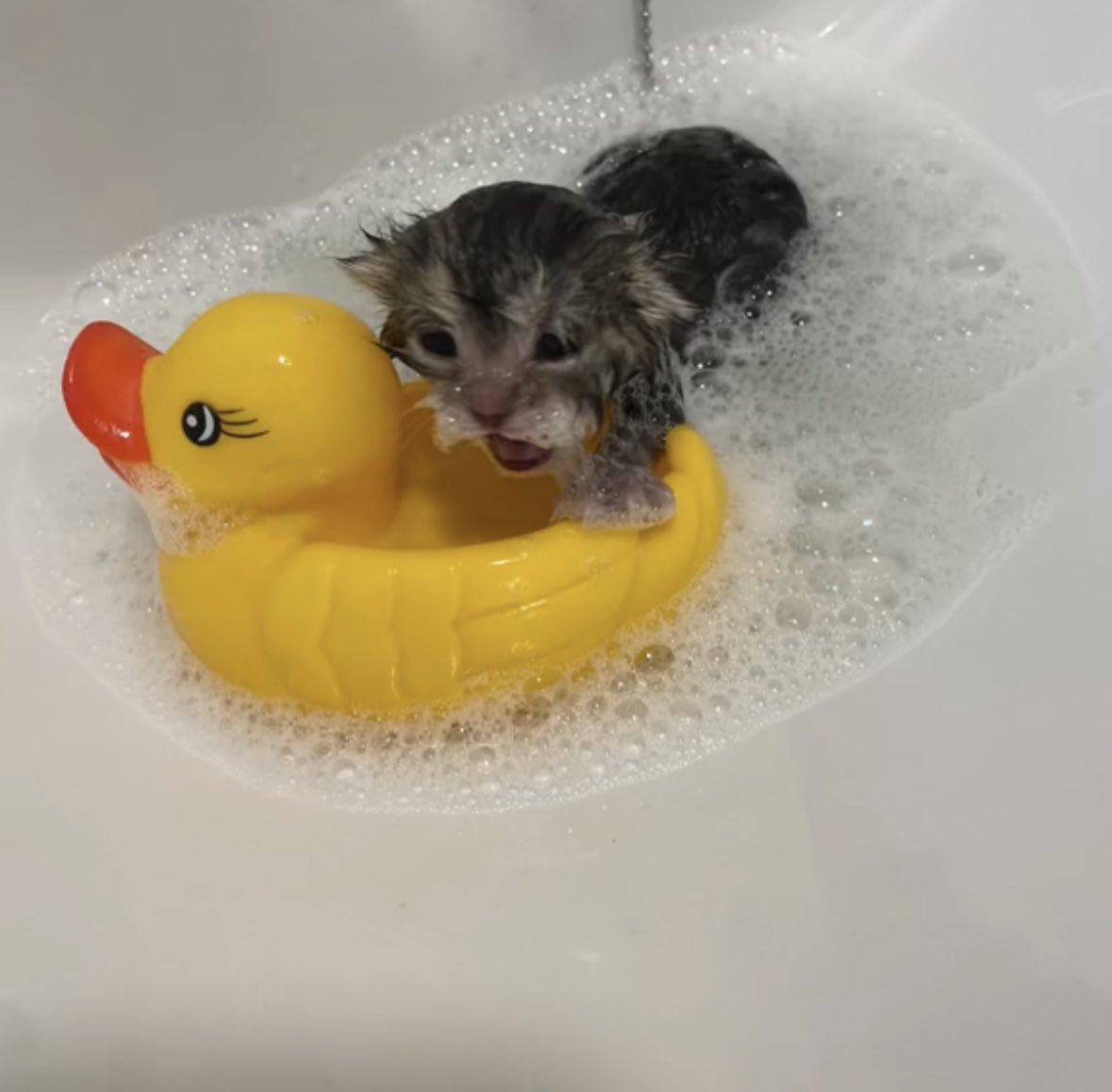 tunafan90's tweet photo. i yam swimmy #humtwt https://t.co/FlCtyk9i7Z
