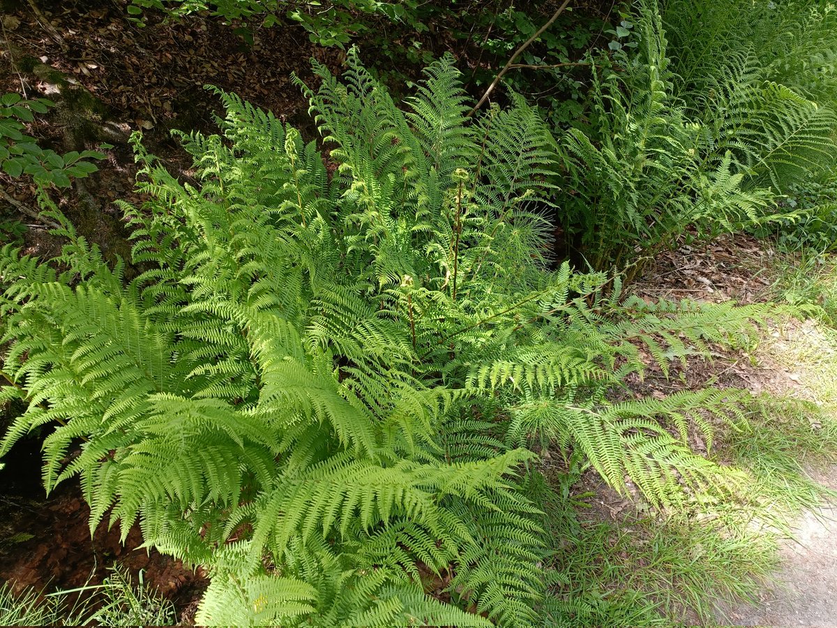BackersEs's tweet photo. Een oase van varens 😍
@Ivan_Bart 
#natuur #genieten #geluksmomentjes 
🦋💫🕊️🪽🦋 https://t.co/BgBmIEB7Ge