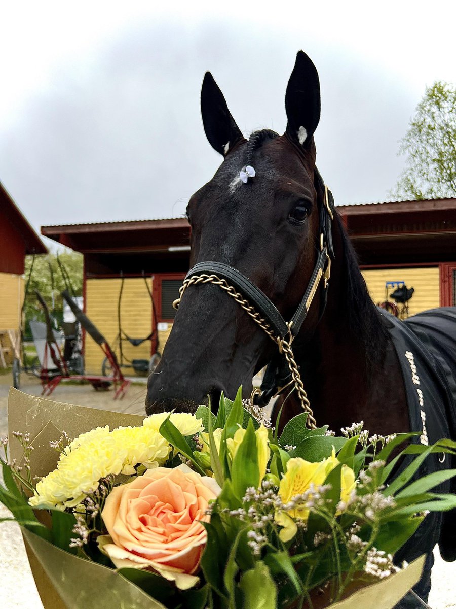 Stall Bergh (@stallbergh) on Twitter photo Allan Zonett tog andra raka på lika många försök🥇🥇 idag på <a href="/stersundstravet/">Östersundstravet</a>
Lik sin mor, från utvändigt ledaren👑 Allan Zonett tog andra raka på lika många försök🥇🥇 idag på <a href="/stersundstravet/">Östersundstravet</a>
Lik sin mor, från utvändigt ledaren👑