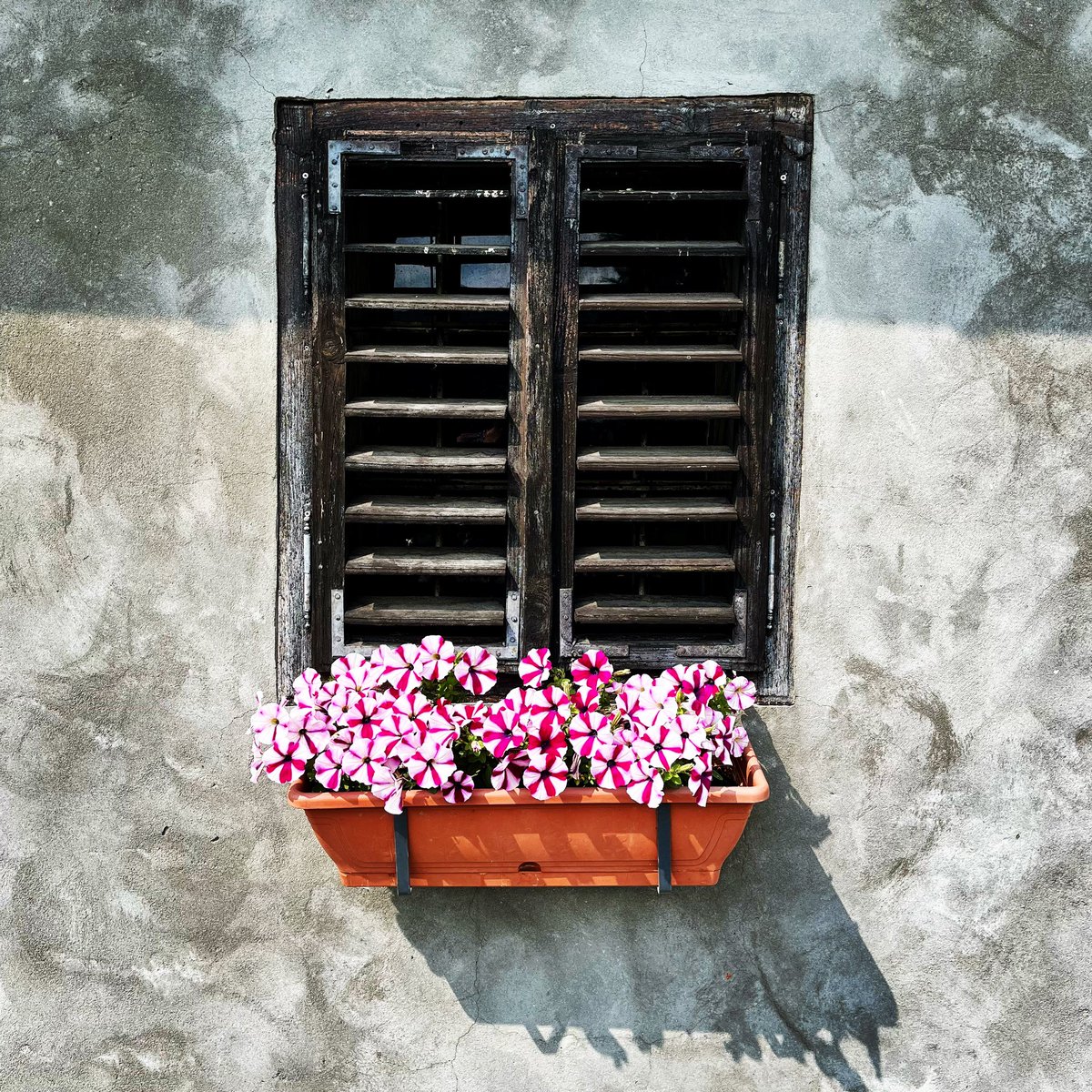 IngridKeestra's tweet image. Tegen onze schuur 🌸🌸🌸
#floreren #leem #muur