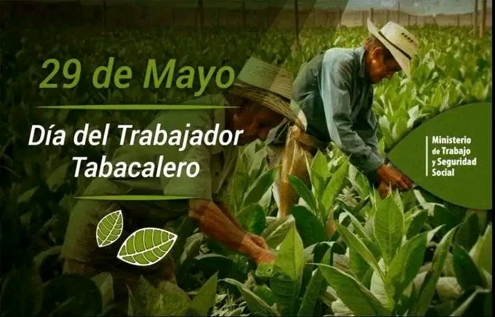 Muchísimas Felicidades a los aguerridos trabajadores del sector tabacalero en su día! #CubaViveYTrabaja. <a href="/CapoNapoles/">Yanaisi Capó Nápoles</a> <a href="/escribano_cruz/">Francisco Alexis Escribano Cruz</a> <a href="/GobiernoGranma/">GobiernoGranma</a> <a href="/PresidenciaCuba/">Presidencia Cuba 🇨🇺</a> <a href="/AsambleaCuba/">Asamblea Nacional Cuba</a>