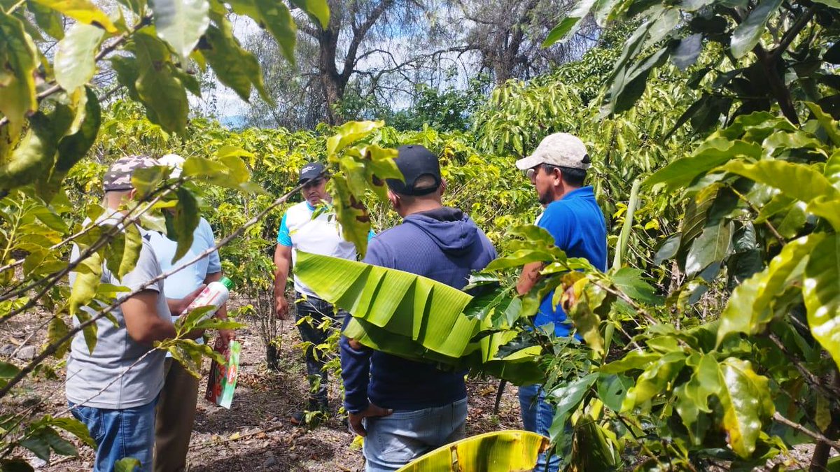 Agricultura_CZ7's tweet photo. #Loja | A través del equipo técnico del Proyecto #PIATER se realiza seguimiento y capacitación a productores cafetaleros del cantón #Quilanga 📍 en temas de cosecha y postcosecha de café.

#TrabajamosPorElCampo https://t.co/KG4p99Sy5O