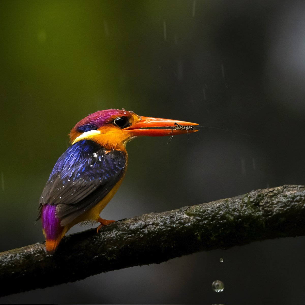 For the #VIBGYORinNature celebration - here is the most colourful Oriental Dwarf Kingfisher ... the prince of the monsoon 

 #IndiAves #Nature #Bird #Birding #TwitterNatureCommunity #birdwatching