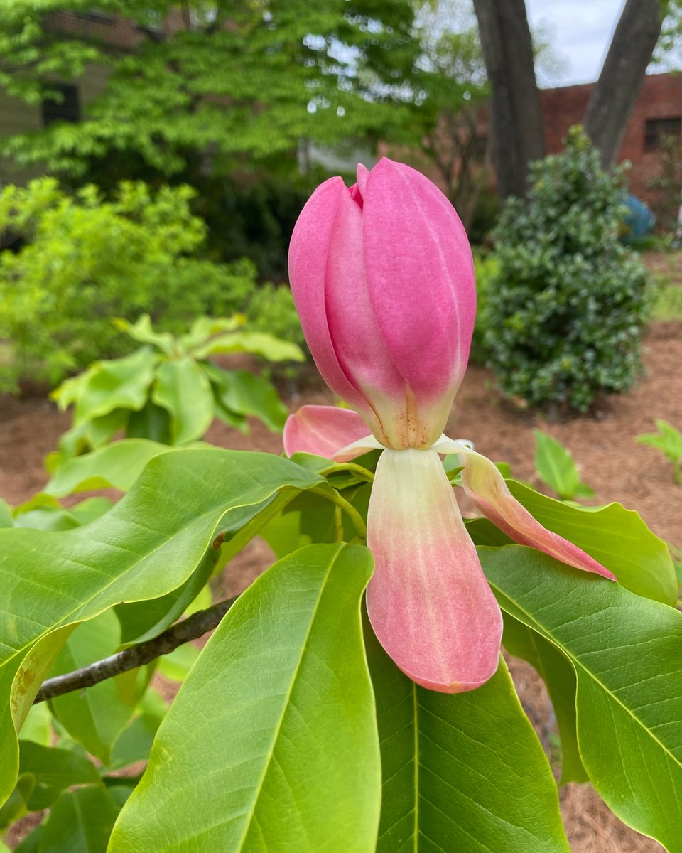 PiedmontPhysic's tweet photo. On this Memorial Day, we honor and remember those who have served our country. #thankyouforyourservice #HonorAndRemember #gardens #SouthCarolina #flowerphotography https://t.co/BsFMjBIz6e
