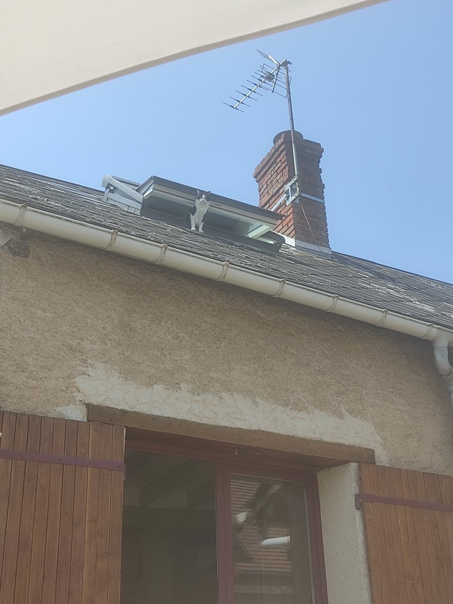 popsbebechat's tweet photo. Kom vous le voyir je m'est bien amusé chez les granhumains que j'ai fais la surveillance du grandehors, je j'ai escaladit le l'arbre et je n'ai monté la garde du levelux cété trop bien sur 20 https://t.co/Whla20qXT6