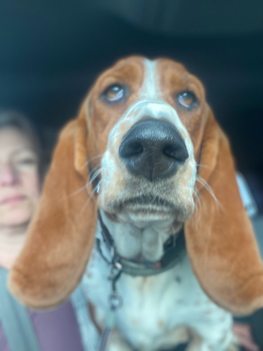 BaneVincent's tweet photo. She loves to get donuts in the morning.  Believe me, she knows where we are going. https://t.co/XrGYq9SBlR