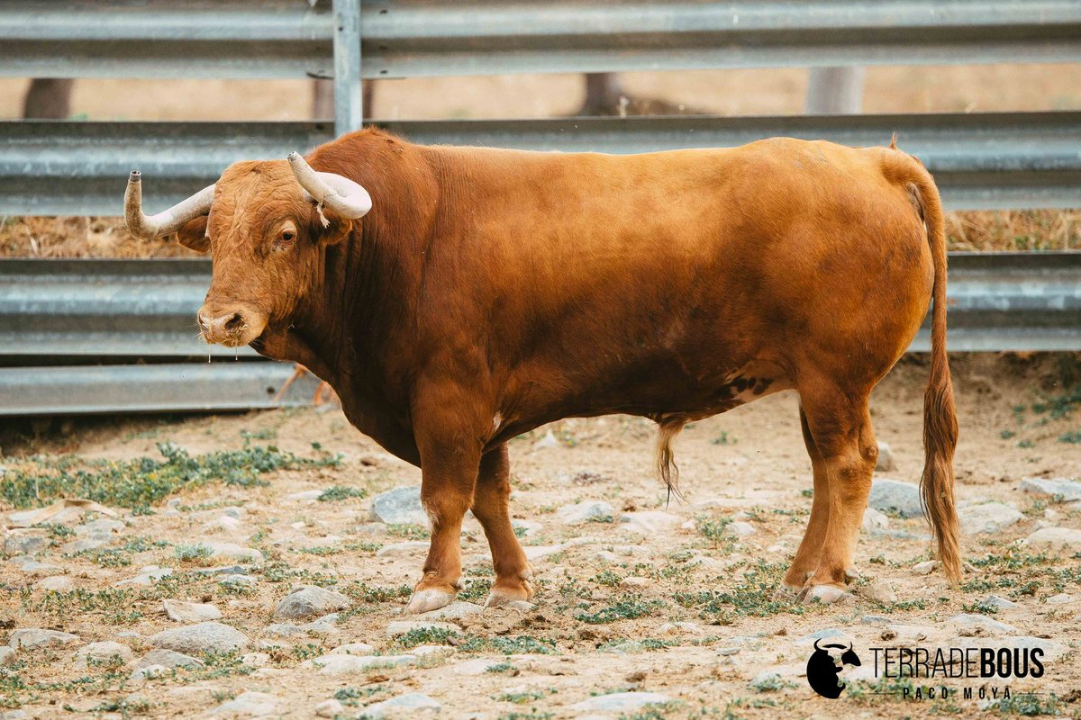 Terra de Bous tweet media