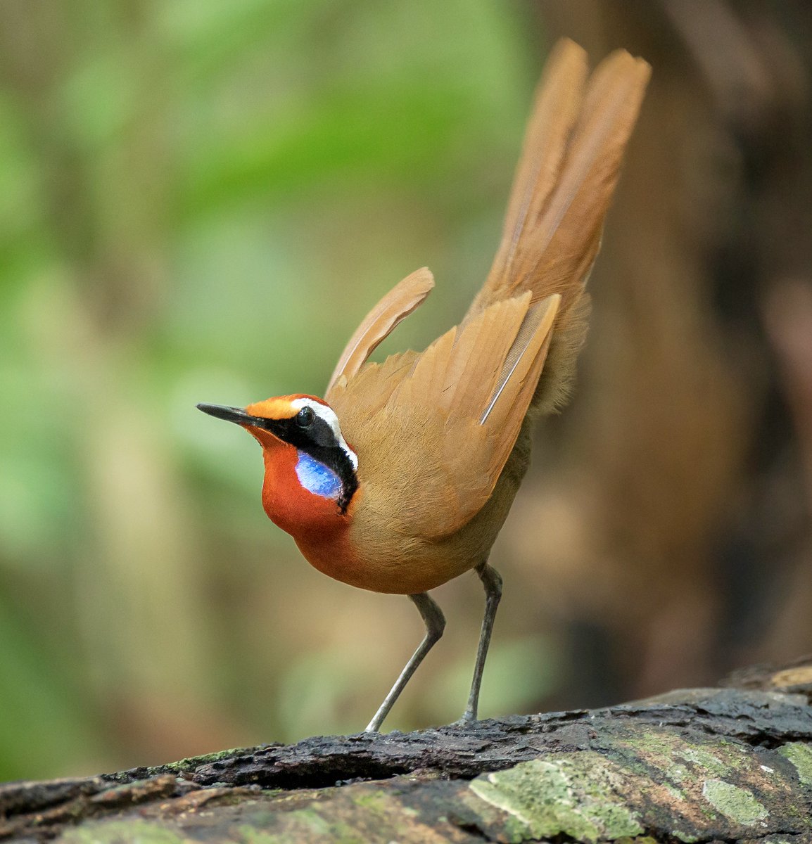 Excited to share our paper published today in @NatureEcoEvoshowing that dispersal ability is a key factor explaining sensitivity of bird species to forest fragmentation. nature.com/articles/s4155… 

A🧵(1/10)