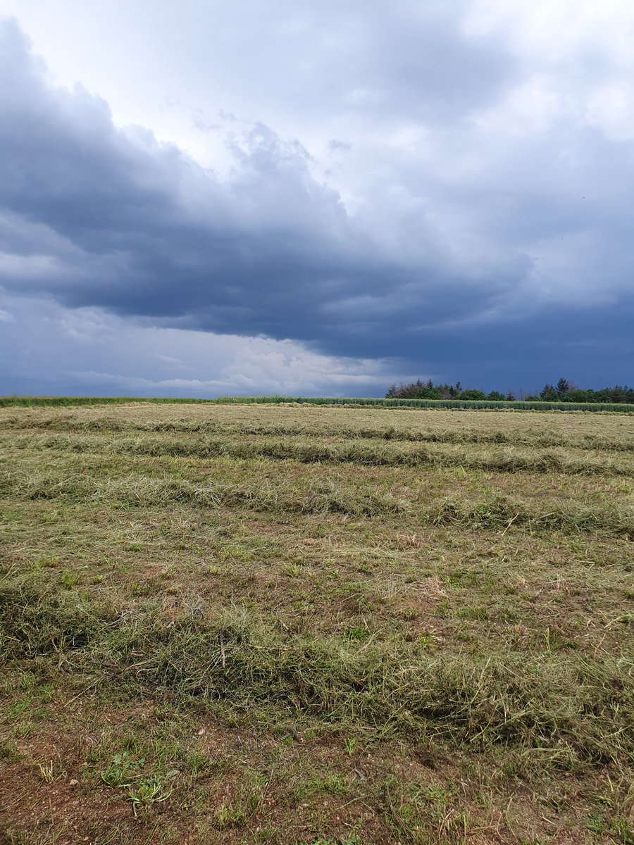 Selfoin. En attendant l'orage. 
Enrubannage prévu fin d'après-midi