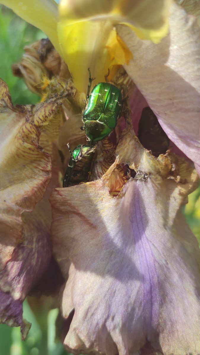 Gerade im Garten entdeckt. Jemand eine Idee was das für ein Käfer ist? Mein googlen sagt es sei ein Rosenkäfer.