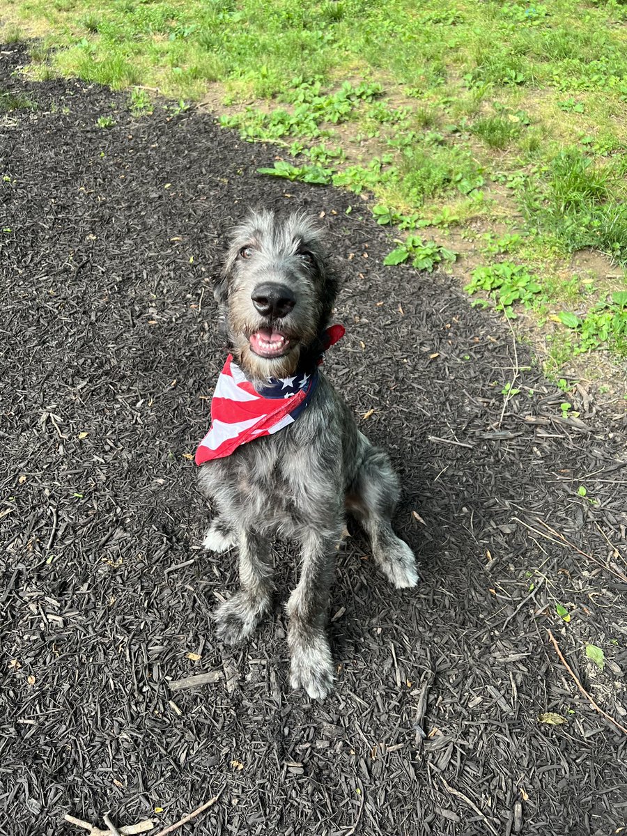 typetcollection's tweet photo. Happy Memorial Day! ππΊπΈπΎ
#memorialday #typetcollection #trishayearwood #DottiesYard #doglife #summerwithdogs #dogoftheday #doglover https://t.co/NkhEGmoVmy