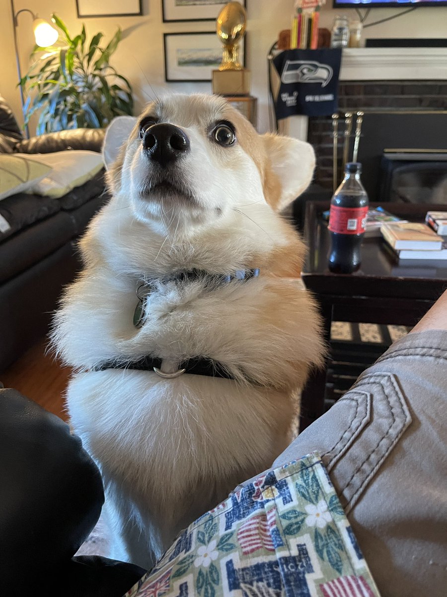 BenedictCorgi's tweet photo. Excuse me hoomun, but I can’t help but notice that you are snacking on salami, cheese, and crackers. I too enjoy a good cheese, cracker, and salami snack combo. https://t.co/zfo0ytw8DC