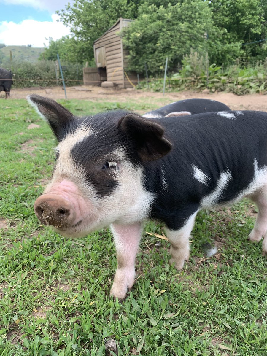 Martha Roberts tweet media