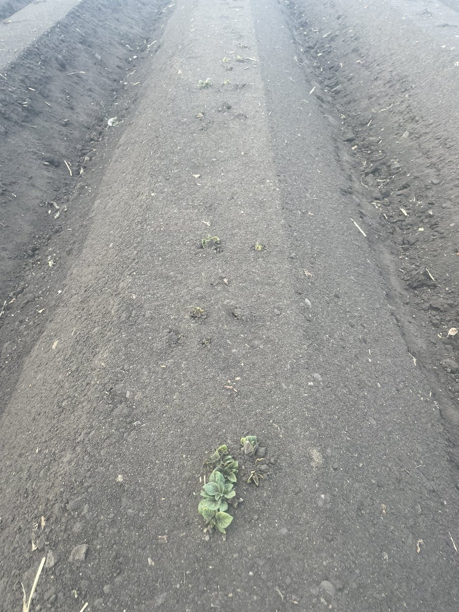 JacobHoogland's tweet photo. Spuds up before June do t think we had that before yet. Now bring us some rain pretty dry on top https://t.co/fIVhkH5UbB
