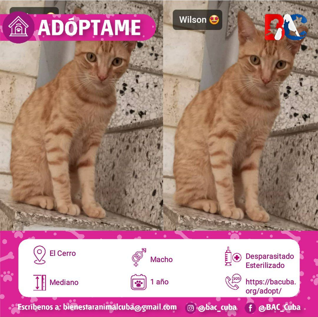 bac_org's tweet photo. 🥰ADOPCIÓN PARA WILSON🥰

Amigos este es Wilson, un gatito de 1 año aproximadamente😊. Se encuentra en El Cerro📍, hoy busca una nueva familia🤗. Está desparasitado, y esterilizado👌. Es súper mega cariñoso😍. Es muy lindo y un amor de gatito🥰. ¿Desea Adoptarlo😃?
.
.
.
.
☑️ Si desea adoptar por favor llene el siguiente formulario 👉🏻 https://t.co/Ugqug95MUu