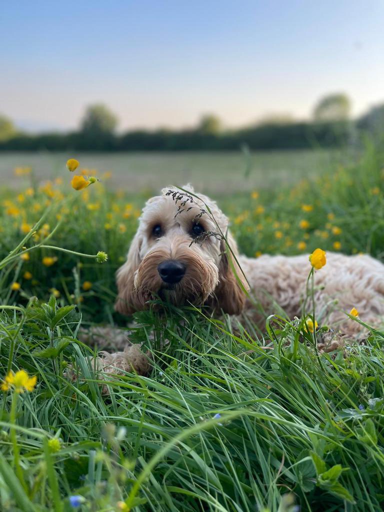 its_ralphstar's tweet photo. Send the modelling contract now 🐶 https://t.co/8Coz2rXYky
