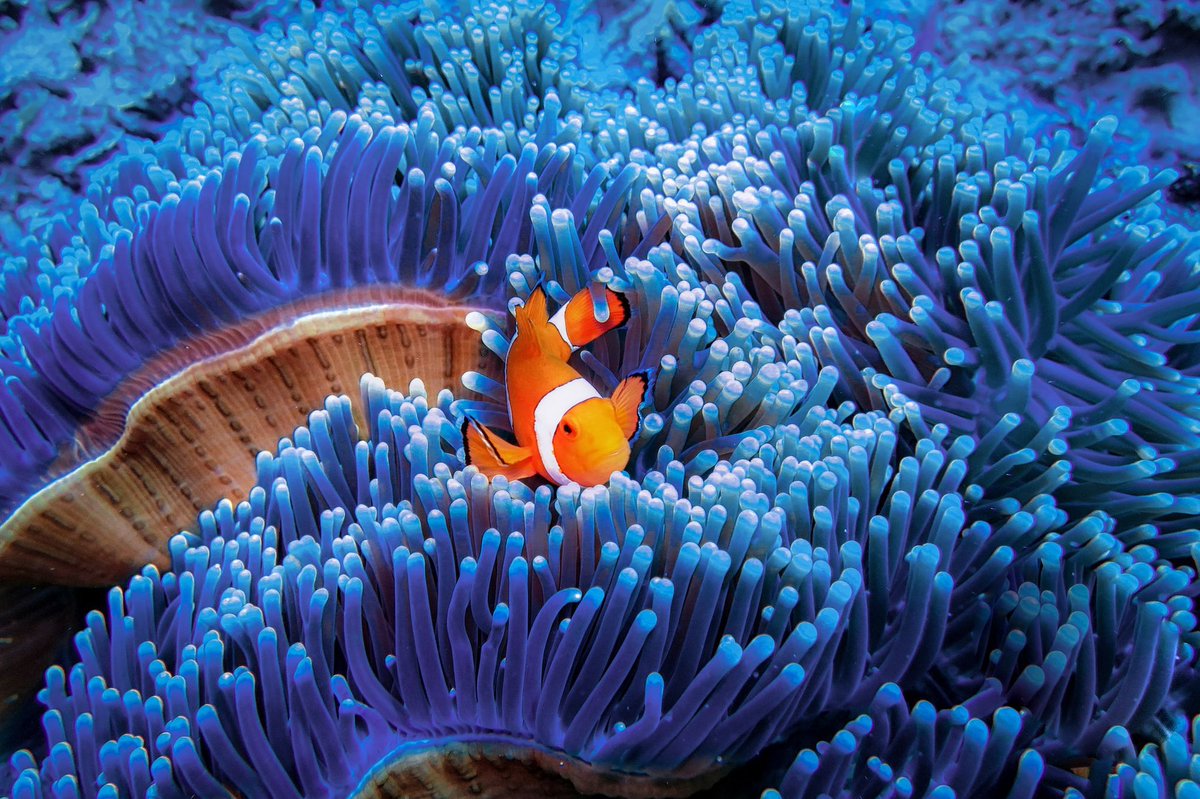 Top10 s On Twitter 2 The Oceans Are The Largest Habitat On Earth