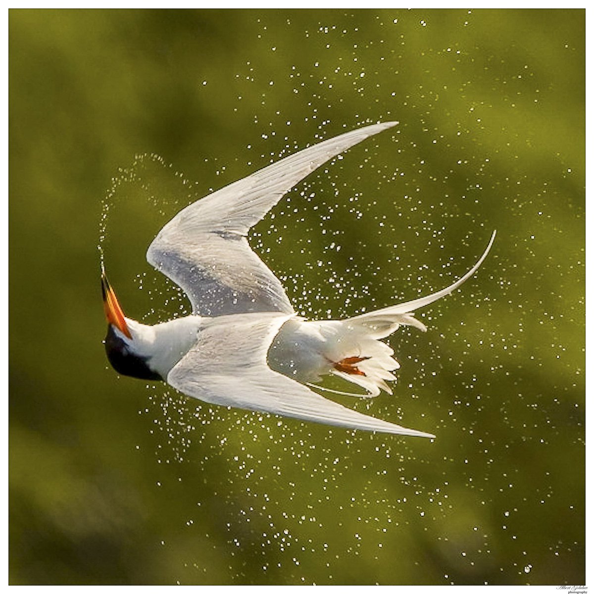 It’s a tern making a turn at Marine Park Salt Marsh ✈️😂💭😉@BirdBrklyn
